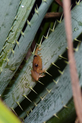 Scinax squalirostris