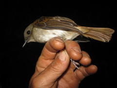 Cyornis ruficauda