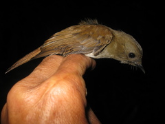 Cyornis ruficauda