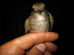 Cyornis ruficauda