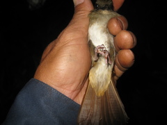 Cyornis ruficauda