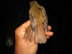 Cyornis ruficauda