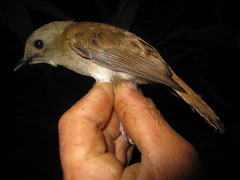 Cyornis ruficauda