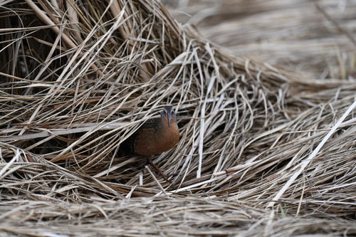 Virginia Rail
