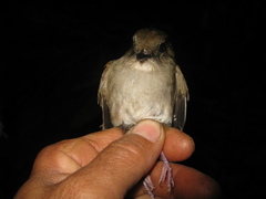 Cyornis ruficauda