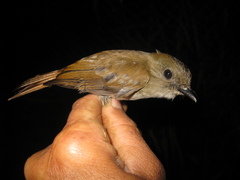Cyornis ruficauda