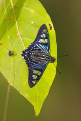 Phocides belus
