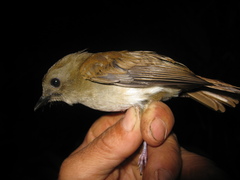 Cyornis ruficauda