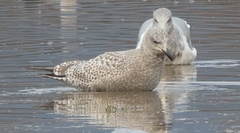 Larus glaucoides thayeri