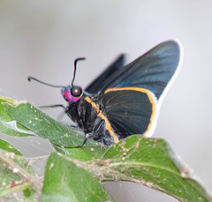 Mysoria affinis