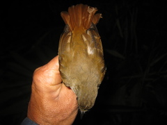 Cyornis ruficauda