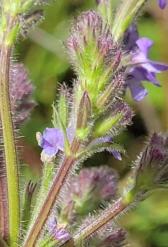 iNaturalist observation photo of western vervain