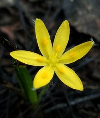 Hypoxis wrightii