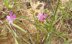 Cuphea glutinosa, photograph author not stated, no rights reserved