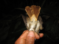 Cyornis ruficauda