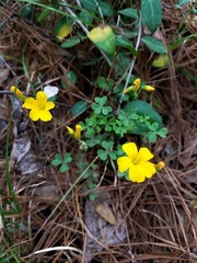 Oxalis texana