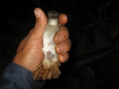 Cyornis ruficauda