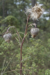 Cirsium subuliforme