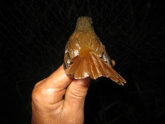 Cyornis ruficauda