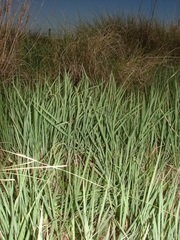 Echinochloa helodes