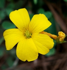 Oxalis texana