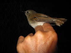 Cyornis ruficauda