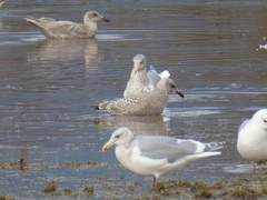 Larus glaucoides thayeri