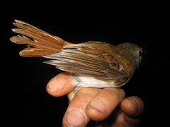 Cyornis ruficauda
