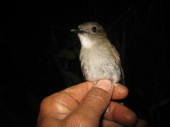 Cyornis ruficauda