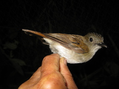 Cyornis ruficauda