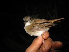Cyornis ruficauda