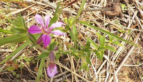 Cuphea glutinosa, photograph 3