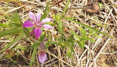 Cuphea glutinosa, photograph author not stated, no rights reserved