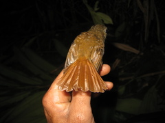 Cyornis ruficauda