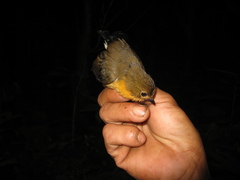 Ficedula