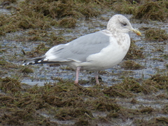 Larus glaucoides thayeri