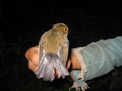 Ficedula