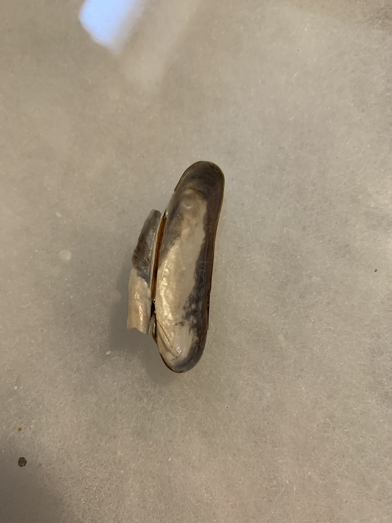 California datemussel