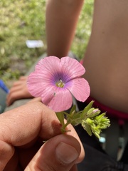 Linum pubescens
