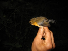 Ficedula