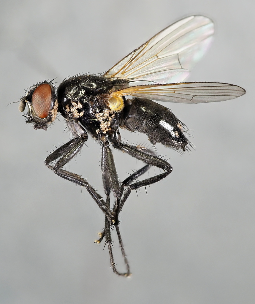 Hydrotaea pilipes