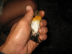 Ficedula