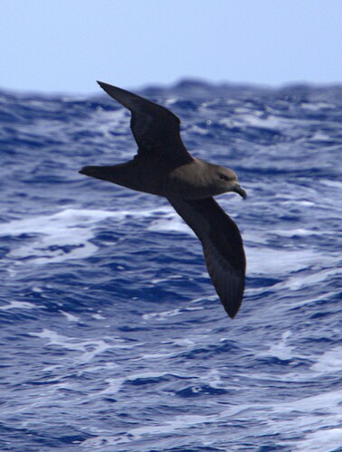 iNaturalist image