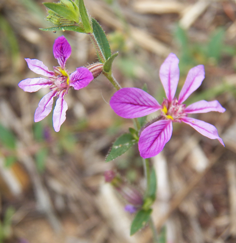 Cuphea glutinosa, photograph 2