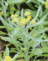 Pseudognaphalium affine