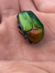 Protaetia cuprea ignicollis