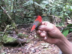 Aethopyga temminckii