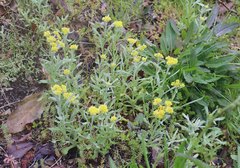 Pseudognaphalium affine