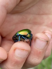 Protaetia cuprea ignicollis