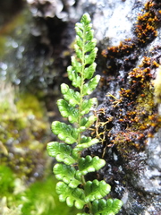 Polystichum orbiculatum